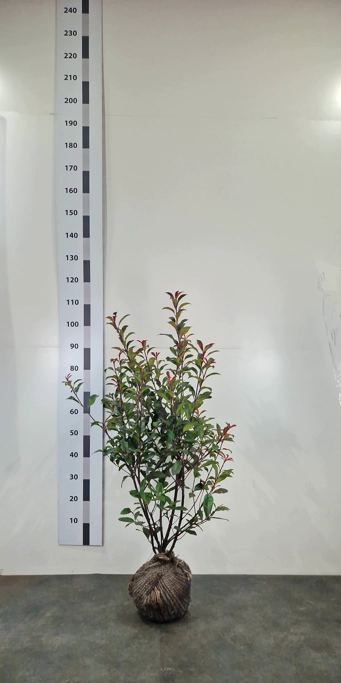 Photinia fraseri 'Carré Rouge' - 60-80 CM RB